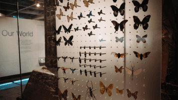 Window on our World Butterflies case