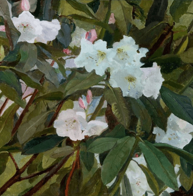 BELUM.U590 Moyra Barry (1886-1960 ) Rhododendrons 