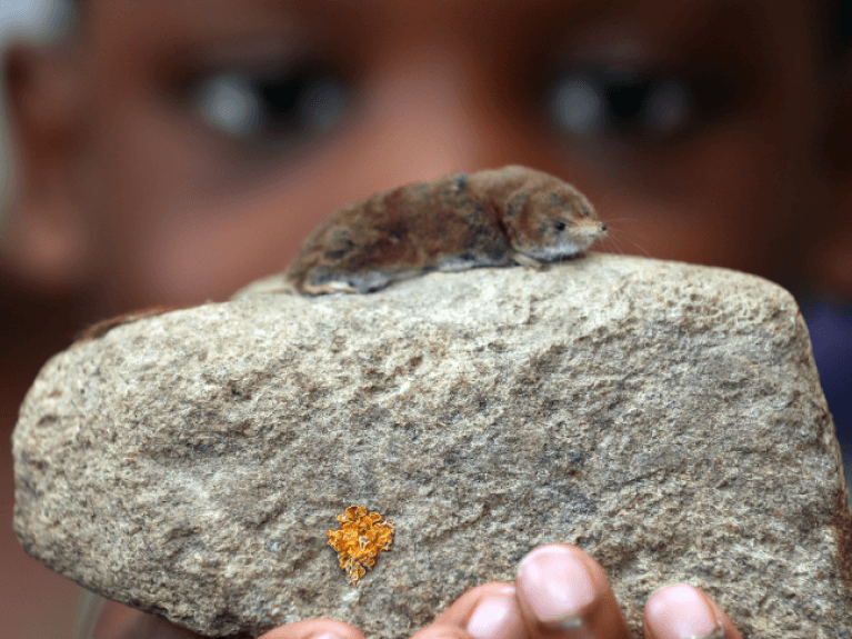 Shrew on a rock, Museum on the Move